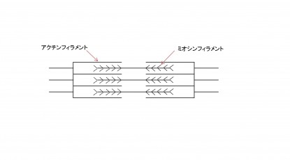 フィラメント